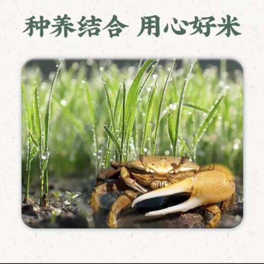 五福裕泰·新疆福海富硒大米 多规格可选  米粒饱满 商品图2