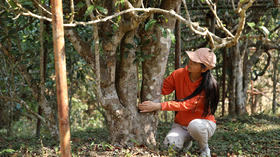  复杂又简单的老班章（2026春茶品鉴）