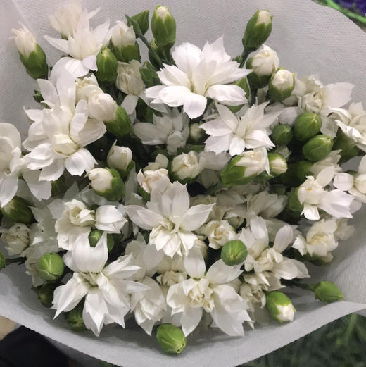 多头康乃馨·白雪星太子 商品图0