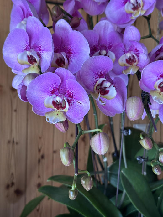 现货3.5杯大花蝴蝶兰，单盆单叉，高度65厘米，有花有苞 商品图1