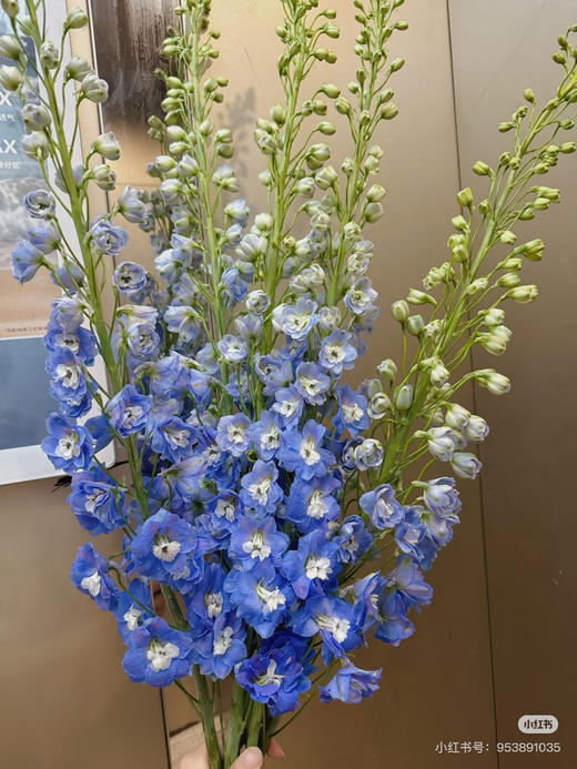 现货 蓝色大飞燕 一扎5支 支长60厘米 商品图0