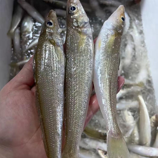 【野生大沙尖鱼】幼鳞，纯野生 ，富含叶酸等多种营养，常吃沙尖鱼益处多多。 商品图7