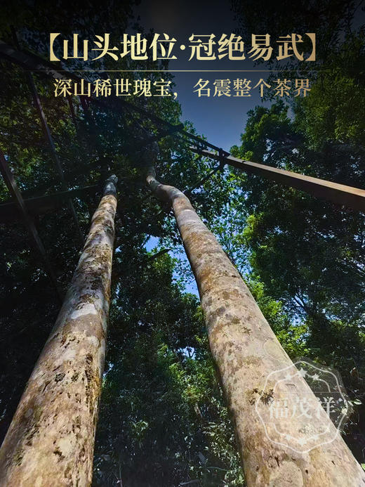 仅28饼【易武茶王】2026年春茶云南普洱生茶易武高杆古树大谷仓茶王树357g饼茶 商品图1