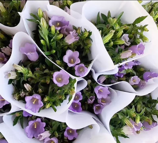 预售15号到货 浅紫色紫风铃 一扎300g 商品图0