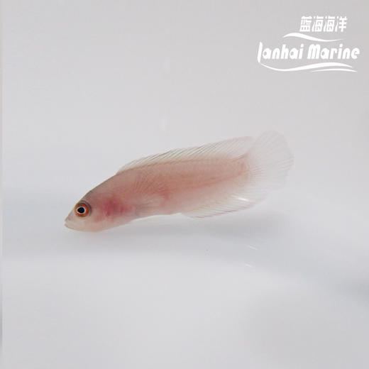 红草莓 公 商品图3