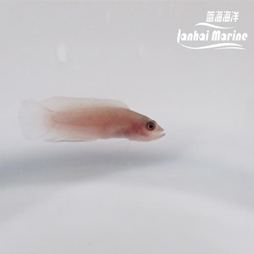 红草莓 公 商品图6