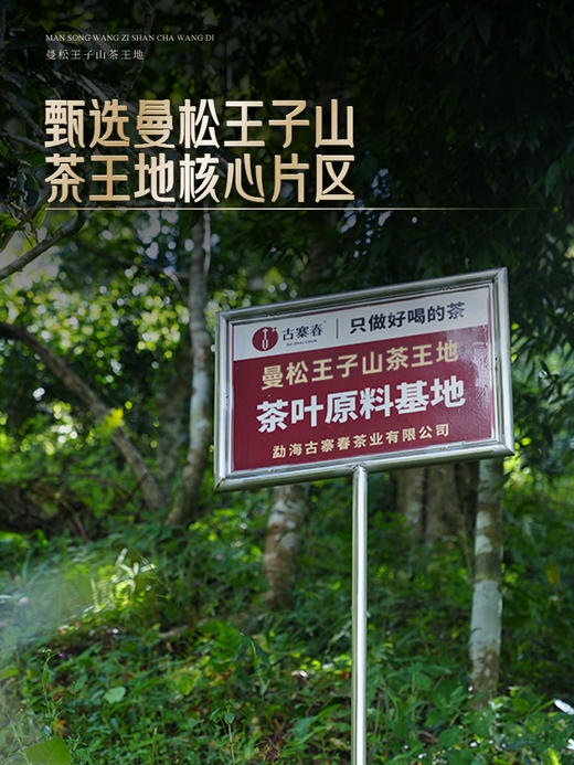 3月28日中午12点【曼松王子山茶王地】2026年头春头采易武曼松王子山茶王地核心片区 王者中的顶流蕞接近茶王树的口感！ 商品图5