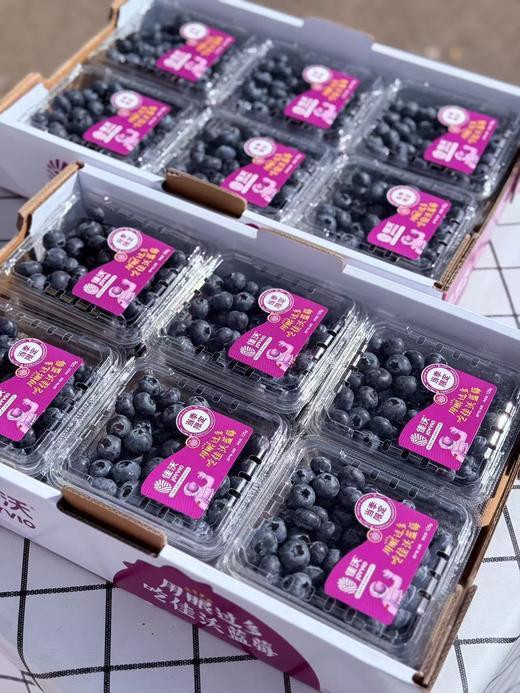 佳沃14+花香蓝莓 商品图5