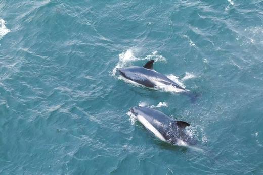 南极三岛「早鸟价8折，优惠高达4万元」福克兰群岛、南极半岛、南乔治亚岛26天摄影之旅 商品图9