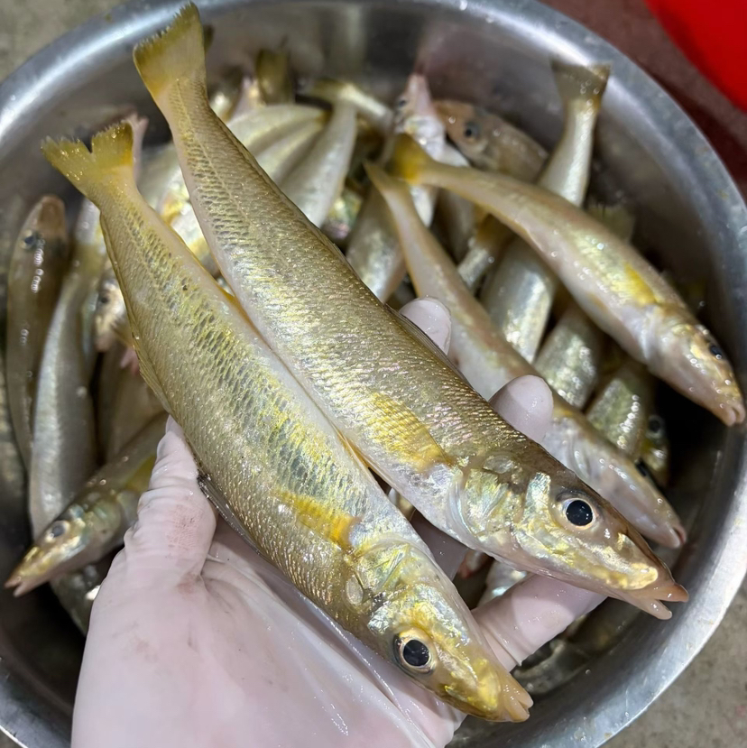 【野生大沙尖鱼】幼鳞，纯野生 ，富含叶酸等多种营养，常吃沙尖鱼益处多多。
