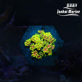 人工马卡龙单包