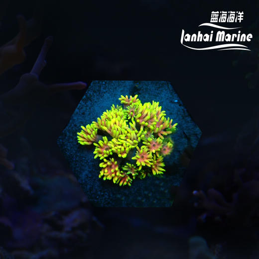 人工马卡龙单包 商品图0