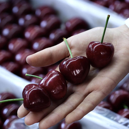 预售11号左右到仓：石家庄优选仓库速达（本周到货）大连美早樱桃4J 脆甜爆汁 果肉厚实 净重2斤礼盒装 商品图2