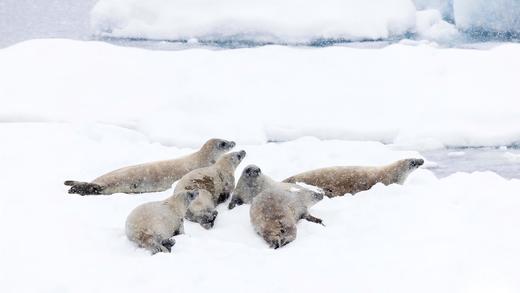 南极三岛「早鸟价8折，优惠高达4万元」福克兰群岛、南极半岛、南乔治亚岛26天摄影之旅 商品图7