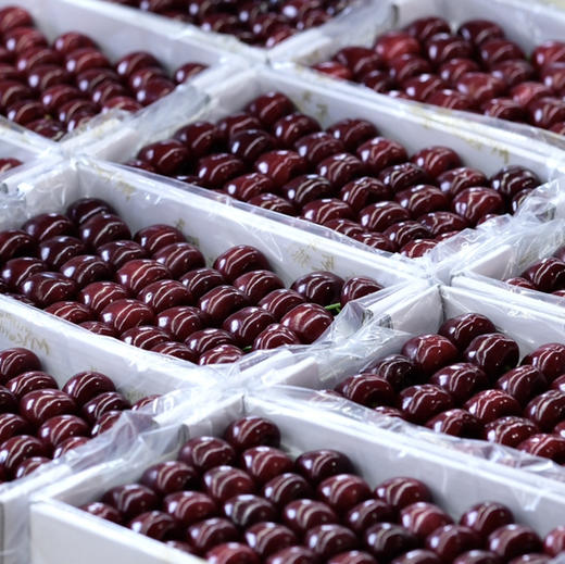 预售11号左右到仓：石家庄优选仓库速达（本周到货）大连美早樱桃4J 脆甜爆汁 果肉厚实 净重2斤礼盒装 商品图4