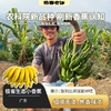【排单发货】极客生态小香蕉丨农科院新品种，细腻无渣，焦香浓郁，放到出黑斑会更好吃。⭐圆通快递 商品缩略图0