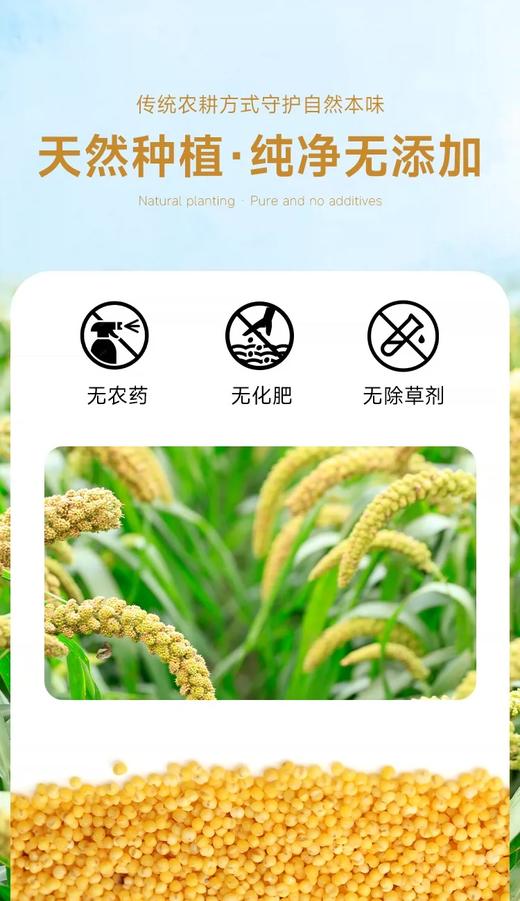 【积分兑换】千麦道当季东北黄金苗K1小米 北纬41°黄金小米 品质保证400g 商品图5