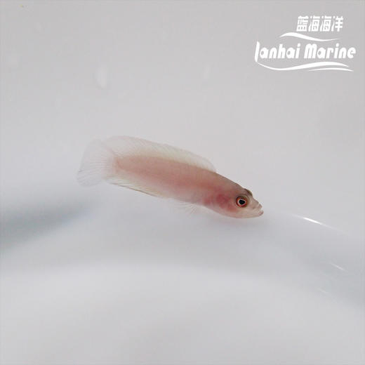 红草莓 公 商品图5
