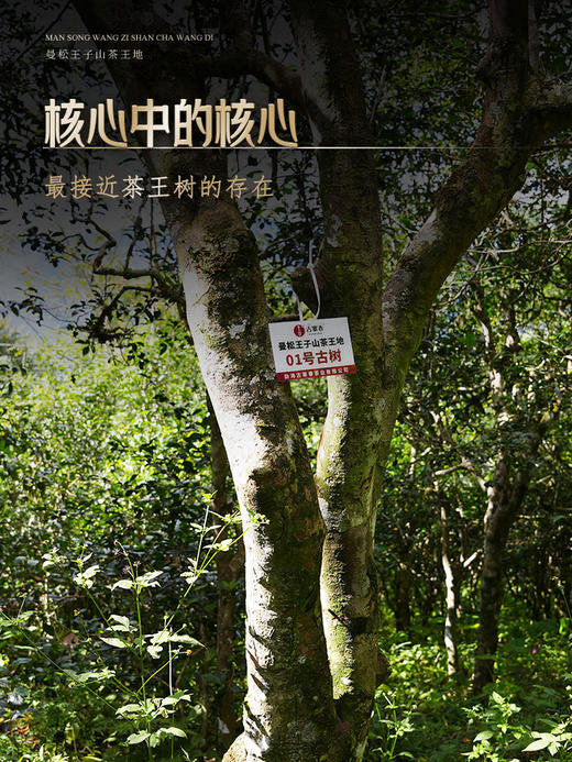 3月28日中午12点【曼松王子山茶王地】2026年头春头采易武曼松王子山茶王地核心片区 王者中的顶流蕞接近茶王树的口感！ 商品图7