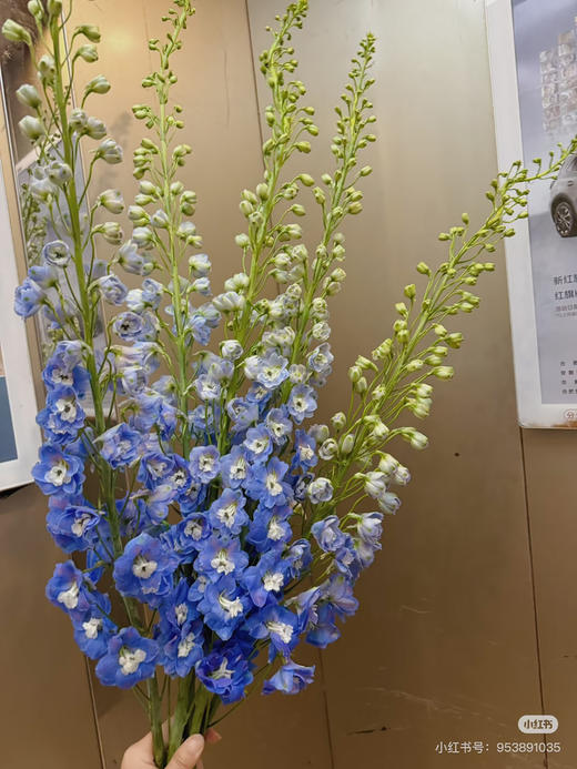 现货 蓝色大飞燕 一扎5支 支长60厘米 商品图1