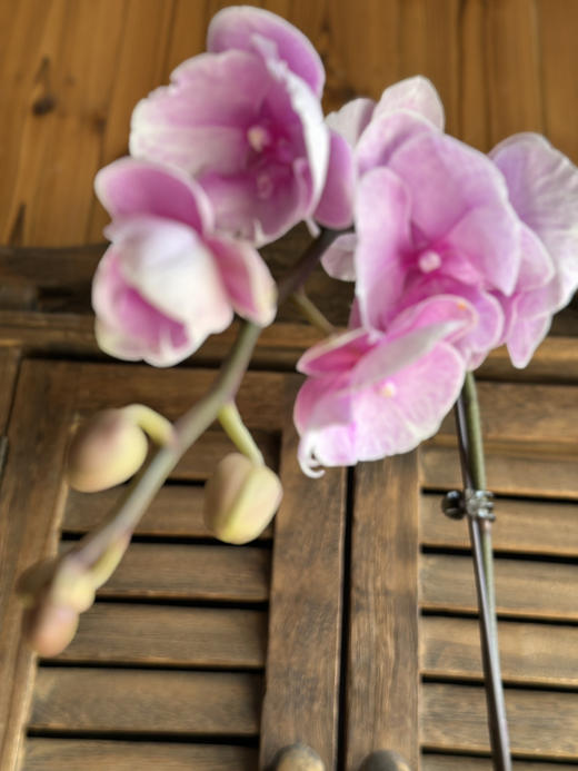 现货蝴蝶兰3.0杯 中花，高度50厘米 商品图1