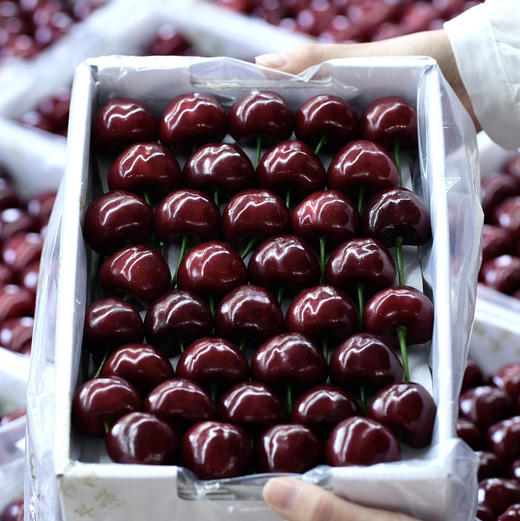 预售11号左右到仓：石家庄优选仓库速达（本周到货）大连美早樱桃4J 脆甜爆汁 果肉厚实 净重2斤礼盒装 商品图6