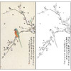 工笔画白描底稿于非闇花鸟《鹦哥报春》临摹勾线高清打印稿FA75 商品缩略图0