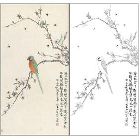 工笔画白描底稿于非闇花鸟《鹦哥报春》临摹勾线高清打印稿FA75