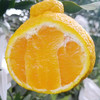 四川柠檬不知火小丑柑 清甜爽口 汁多味美 商品缩略图3