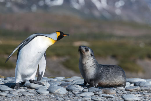 南极三岛「早鸟价8折，优惠高达4万元」福克兰群岛、南极半岛、南乔治亚岛26天摄影之旅 商品图3