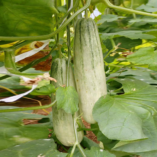 【羊角蜜瓜 】 绵中带脆 脆嫩无渣 清甜美味 商品图4