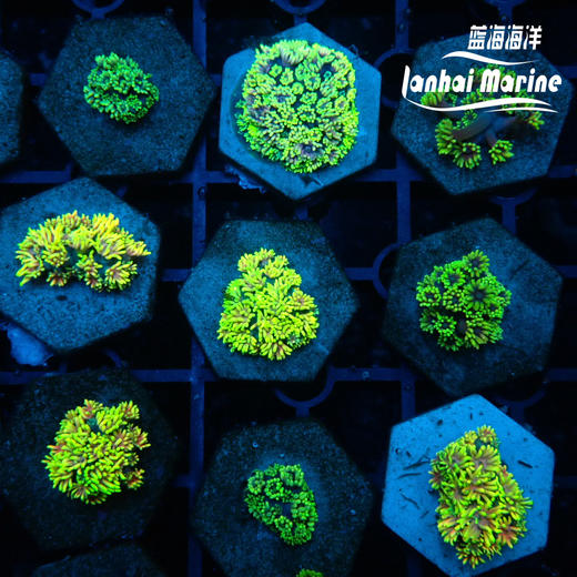 人工马卡龙单包 商品图8