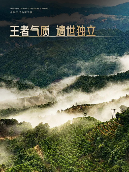 3月28日中午12点【曼松王子山茶王地】2026年头春头采易武曼松王子山茶王地核心片区 王者中的顶流蕞接近茶王树的口感！ 商品图2