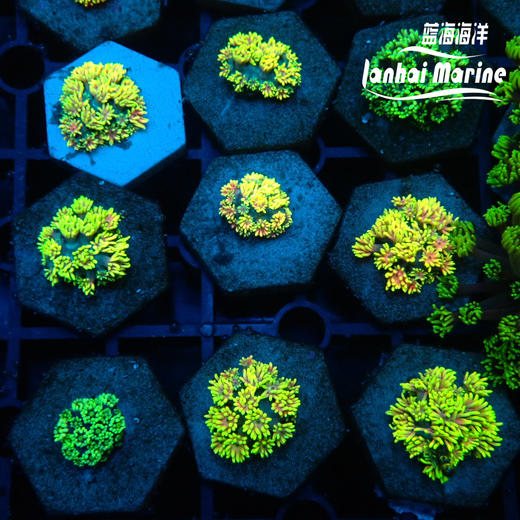 人工马卡龙单包 商品图5