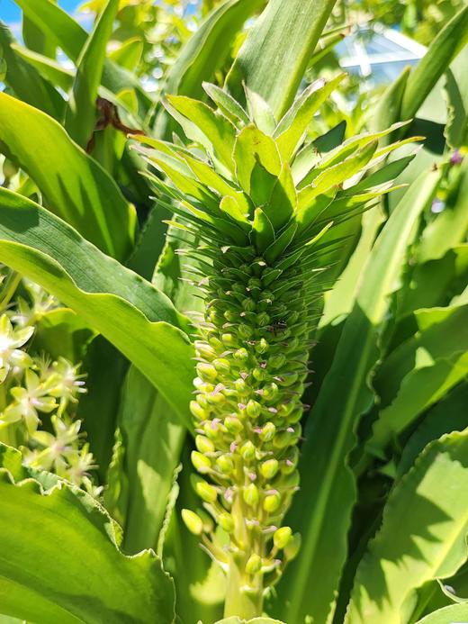 球朵朵盆栽凤梨百合 商品图4