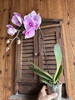 现货蝴蝶兰3.0杯 中花，高度50厘米 商品缩略图0