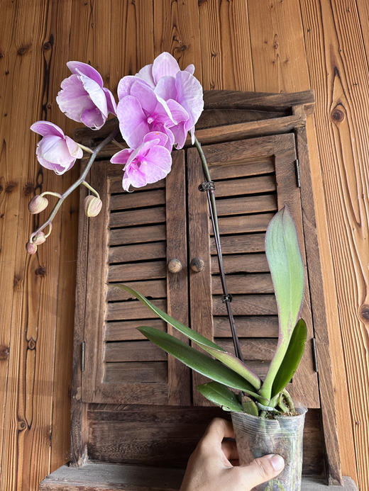 现货蝴蝶兰3.0杯 中花，高度50厘米 商品图0