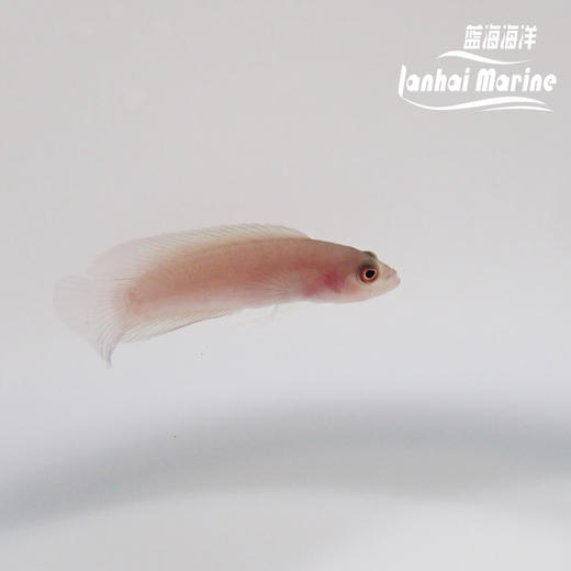 红草莓 公 商品图2