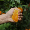 云南无核花香蜜柑  新鲜采摘 商品缩略图5