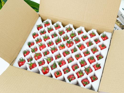 【千禧圣女果】圣女果亦蔬亦果，红润多汁，酸甜味美，脆嫩细腻，一口爆汁，番茄味浓郁 商品图6