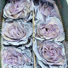 国产染色玫瑰 | 蓝色沙子