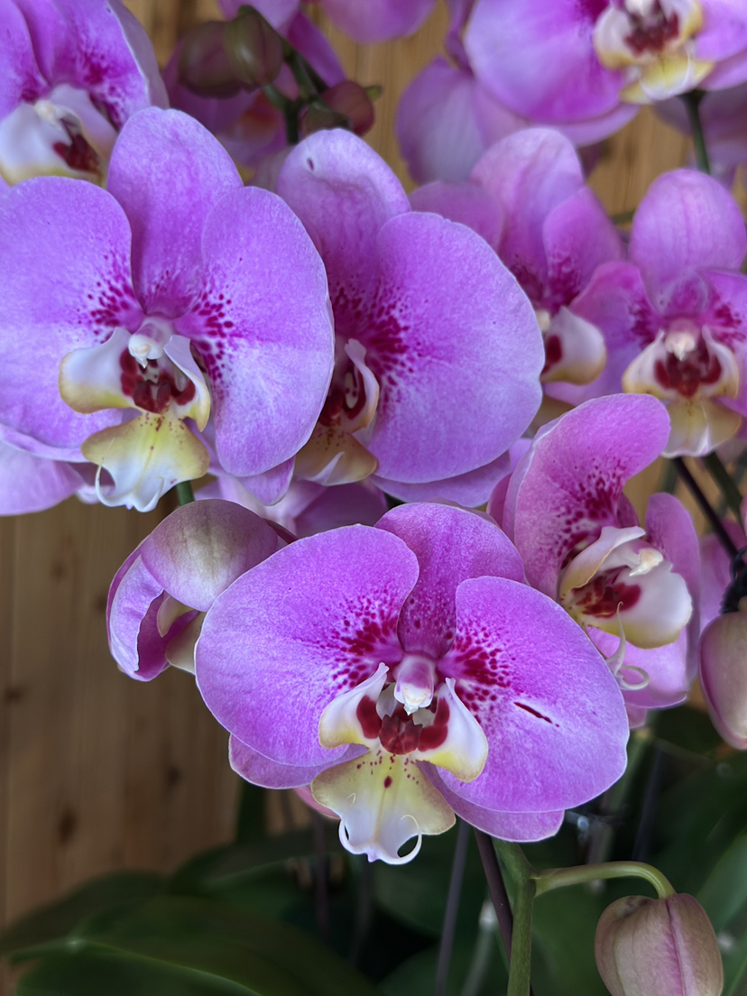 现货3.5杯大花蝴蝶兰，单盆单叉，高度65厘米，有花有苞