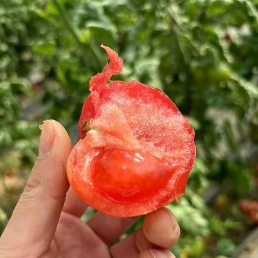 【限量福利29.99元/3斤包邮】鸿翠园 有机西红柿 沙瓤有籽180天自然成熟 商品图2