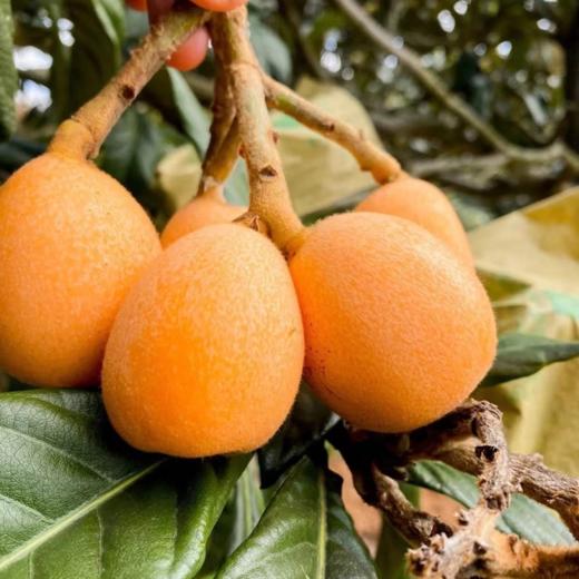 蚂蚁兄弟云南高山甜枇杷  口感甜爽  肉质细腻  水润多汁 商品图2