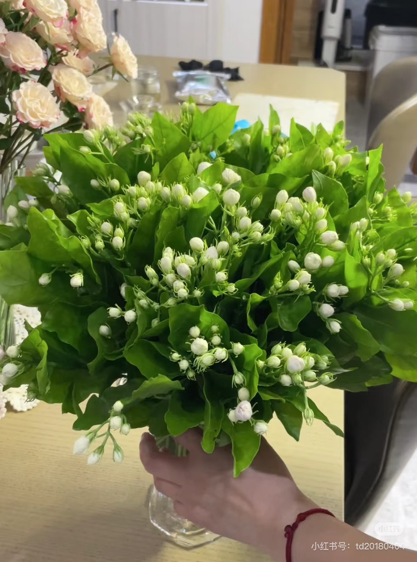 预售15号到货 茉莉花 一扎500g