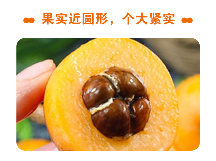 米易有机枇杷（30+大果型，彩箱4盒*400克）