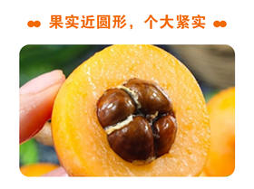 米易有机枇杷（30+大果型，彩箱4盒*400克）