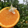 【阳光蜂蜜橙】一切向口感看齐，颗颗爆甜，价格劲爆，多汁橙子味浓郁～维C搭档！ 商品缩略图6