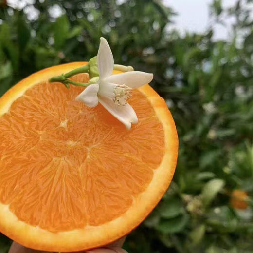 【阳光蜂蜜橙】一切向口感看齐，颗颗爆甜，价格劲爆，多汁橙子味浓郁～维C搭档！ 商品图6