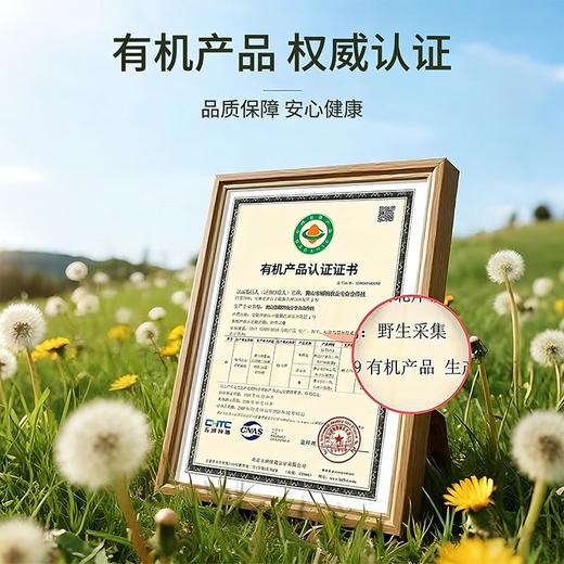 李时珍出品【有机蒲公英茶】 有机认证，源自黄山核心产区，野生头茬足龄壮根（72小时发货） 商品图1